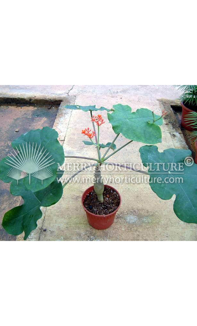 Jatropha padgrico